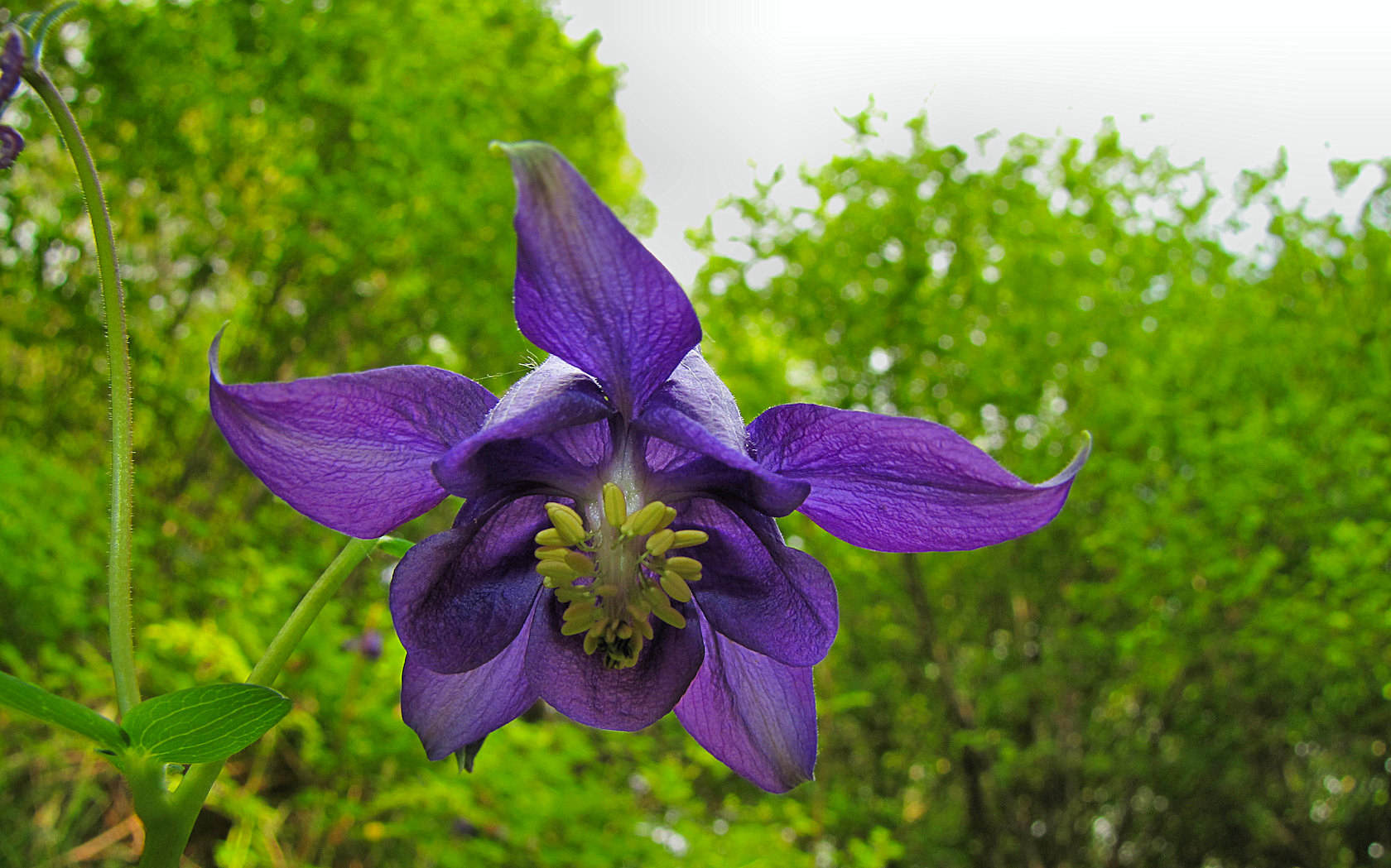 Aquilegia vulgaris?